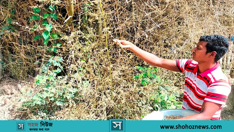 বাঁশগাছের ধানসদৃশ দানাদার শস্য সংগ্রহ করছেন সাঞ্জু রায়