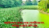 কচুরিপানায় ঢেকে গেছে গোসাঁইয়ের দহ, অস্তিত্ব সংকটে দেশি মাছ