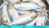 রাজধানীর বাজারে ইলিশের সরবরাহ বেড়ে দাম কিছুটা কমেছে