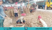 আলু উৎপাদন বাড়তেই কপাল পুড়ল কৃষকের